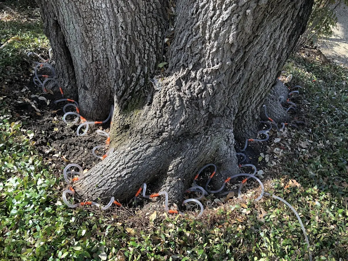 Detailed Tree Cabling and Bracing job site in Defiance