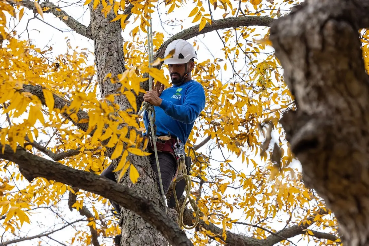 Skilled Storm Damage Cleanup crew working in Defiance